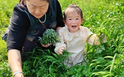 苏三八连杀视频